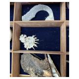 Three shells - sponge, colony shell, clam
