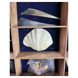Three shells - clam, scallop & spiney