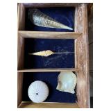 Four shells - rostellariidae, razor clam, & sea