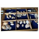 International collected shells