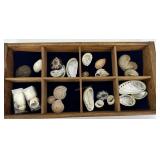 Great collection found shells - 25 shells