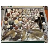 Seashell grouping of assorted shells incl razor