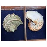 Two shells - Nautilus,