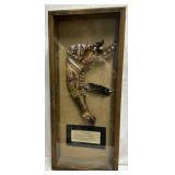 Jaw Bone War Club framed shadowbox 11" x 25" x 3"