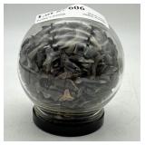 Sharks teeth in dome display