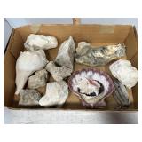 Collection shells & mineral samples