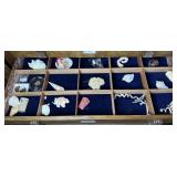 Shelf of shells - sand dollar, coral, dried