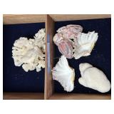 Seashells & coral