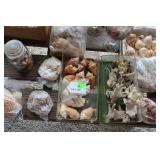 Great collection Florida shells