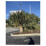 Sego Palm
