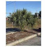 Sego Palm