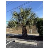 Sego Palm