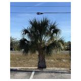 Sego Palm