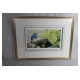 Framed bluebird print by Brian Darcy  signed & num