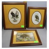 Three Complementary Framed Eagle still lifes