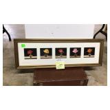 Framed, matted, prints, Roses in various colors,