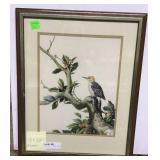 Framed, matted, print, red headed wood pecker in
