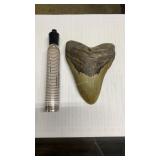 Megladon tooth 4 7/8" L x 3 3/8" W