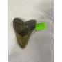 Megladon tooth 3.5" W x 5" long