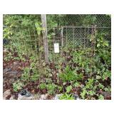GROUP OF TOMATO CAGES