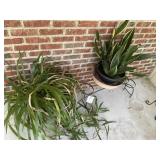 Arched plant stand with two plants