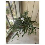 Large Christmas cactus in pot