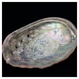 Large Unpolished Abalone Shell