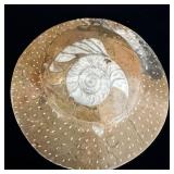 Ammonite Fossil