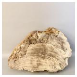 Chunk of Petrified Wood