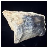 Petrified Wood 3lb 15oz