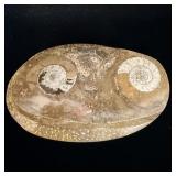Ammonite Fossil