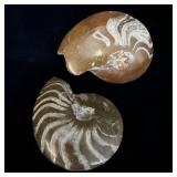 (2) Ammonite Fossils