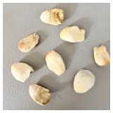 Ivory Elk Teeth