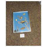 Vintage real butterfly taxidermy display