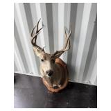 Mule Deer mount