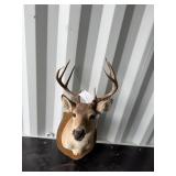 Whitetail mount