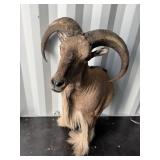 Aoudad mount