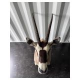 Gemsbok mount