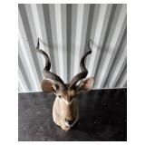 Kudu mount