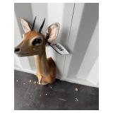 Steenbok mount