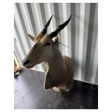 Giant Eland mount
