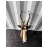 Blesbok mount