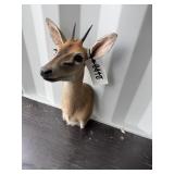 Steenbok mount
