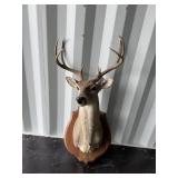 Whitetail mount