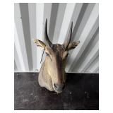 Nilgai mount