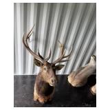 Elk mount