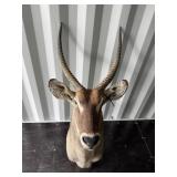 Waterbuck mount