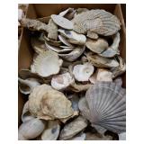 Shells