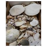 Shells