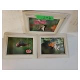 White Framed Butterfly Pictures